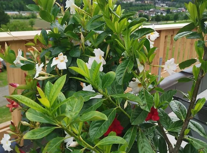 Ferienlandhaus Hoefer Fulpmes